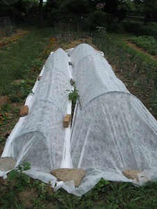 Garden under wraps